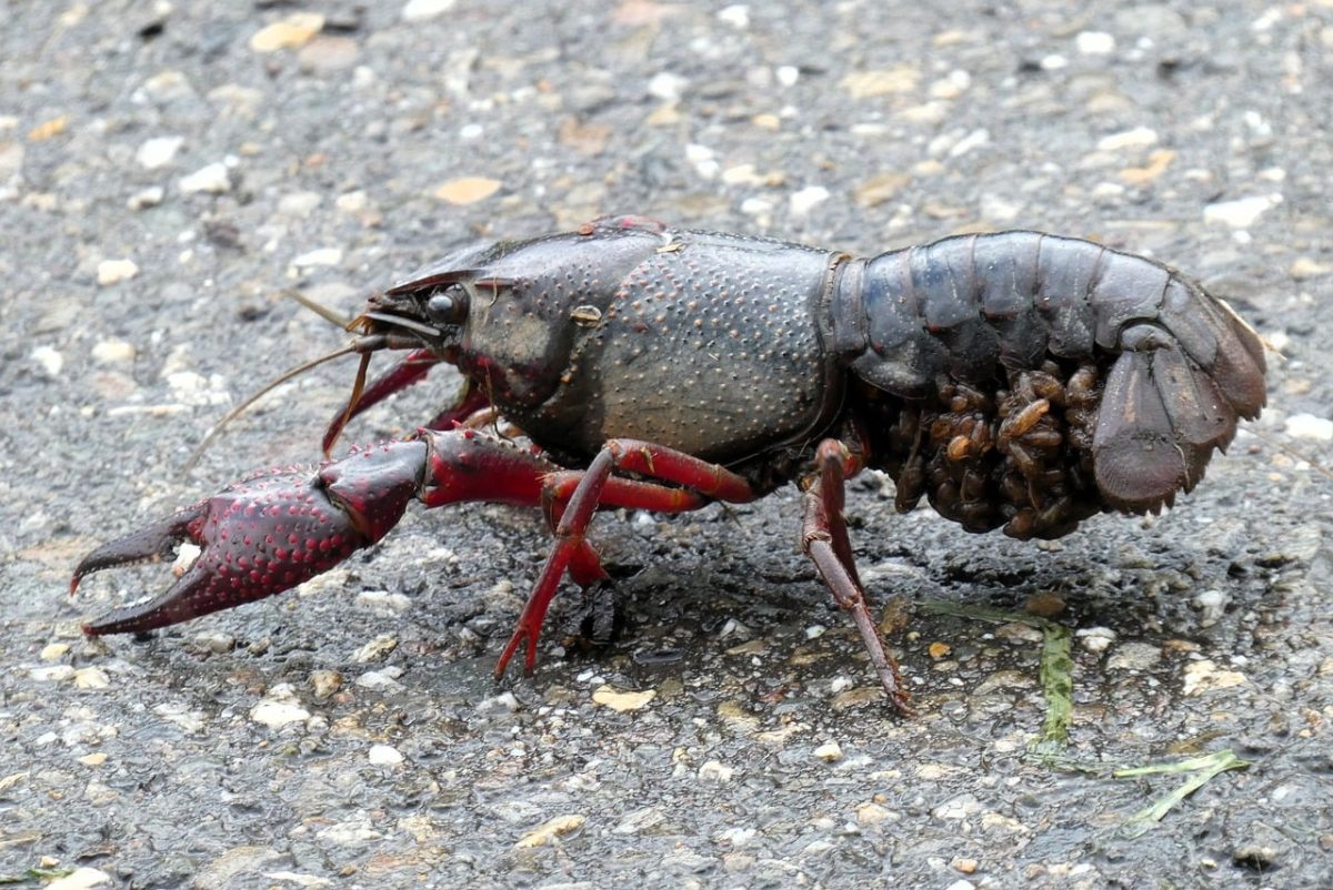 crayfish, crustacean, red, claw, harmful, detail, nature, animal, sidewalk, possession, invasive, extraordinary, camouflage, careless, inattention, hard surface, animal movement, side view