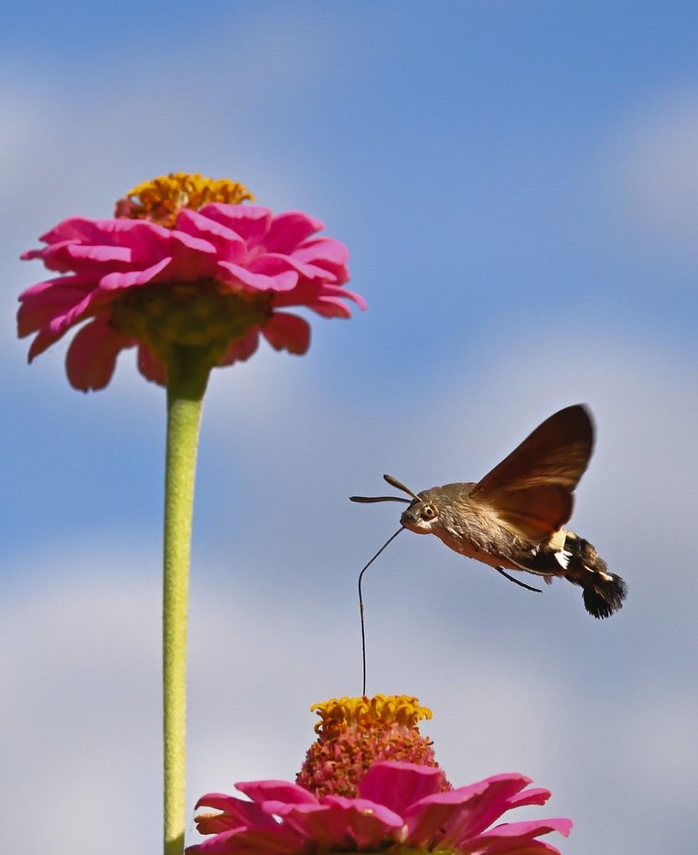 moth, hummingbird hawk-moth, zinnia, wings, nature, garden, macro, flying, pollination, animal, detail, light blue, flower, line, antenna, body, focus, movement, insect, sky