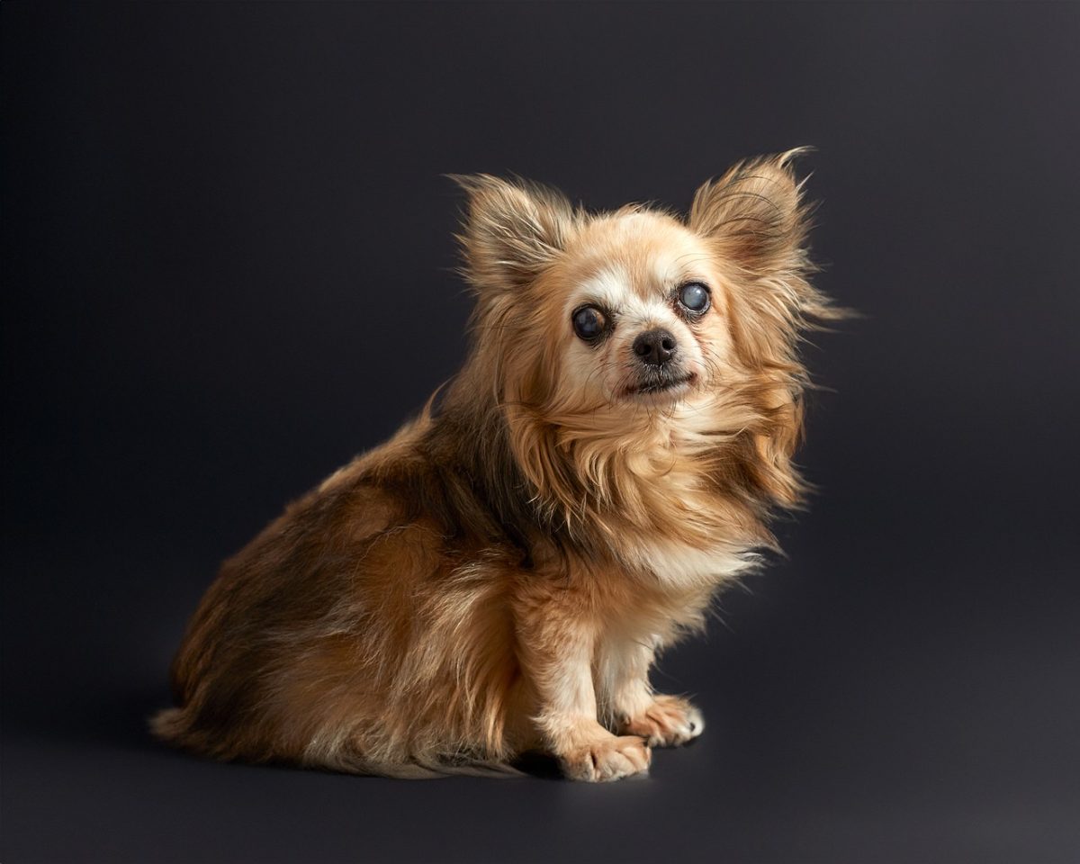 dog, senior dog, chihuahua, long-haired, animal, portrait, studio, pet, cute, loyal, dark background, cloudy eyes, fluffy, companion, golden fur, fur, lovely, nice, senior, loyal companion