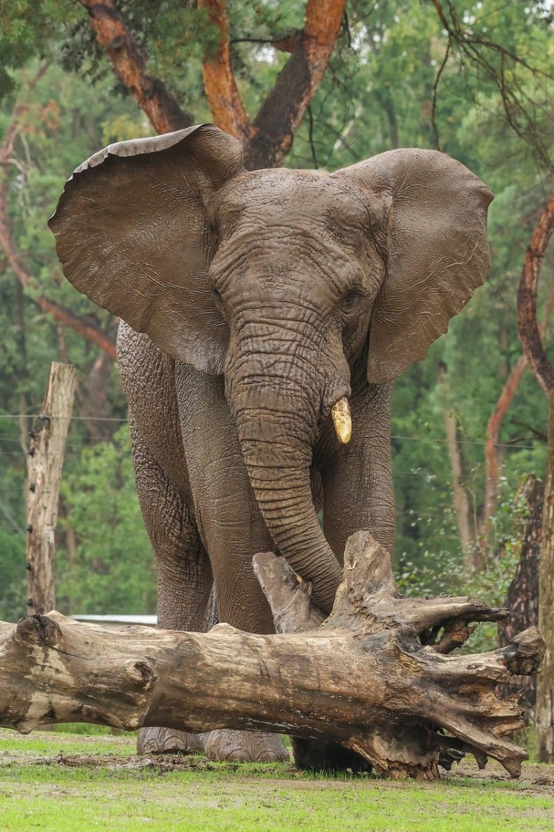 elephant, nature, animal, mammal, tree, trunk, bark, forest, branch, wild, cloud, green, gray, log, tusk, large, tourism, conservation, dense forest, natural habitat, close-up