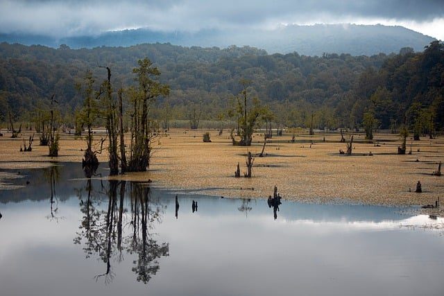 nature, forest, lake, reflection, mist, low light, autumn, trees, wood, black, forest lake, serenity, natural, ecosystem, photography, calm, ruin, silence, landscape, wilderness