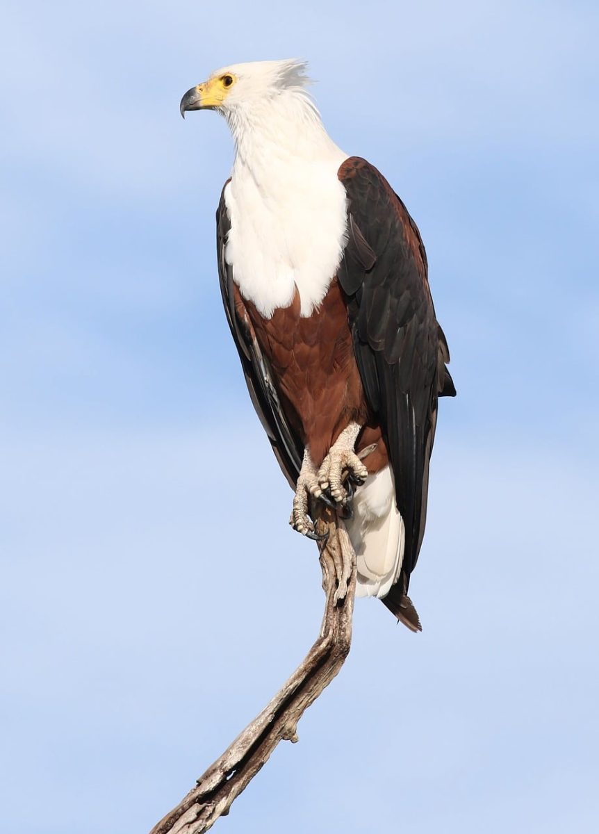 eagle, fish eagle, bird, raptor, african fish eagle, plumage, predator, nature, light, moment capture, view, wildlife, tree, airy, dominance, freedom, sky, large bird, white head, space, birdwatching