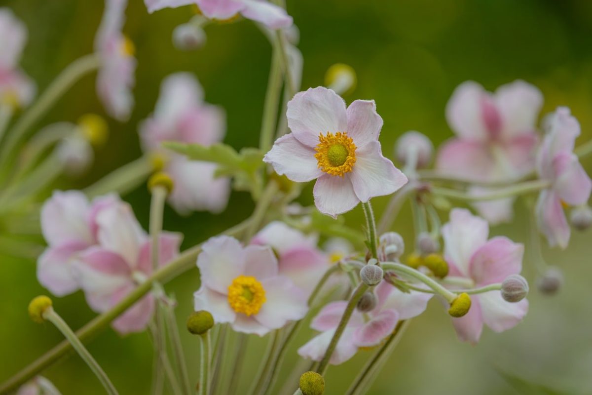 flower, pink flowers, blossom, anemone japonica, nature, garden flower, natural beauty, yellow center, green background, macro photography, botany, summer, pastel colors, asian plant, outdoor, meditative, delicate flowers, flower centers, seasons