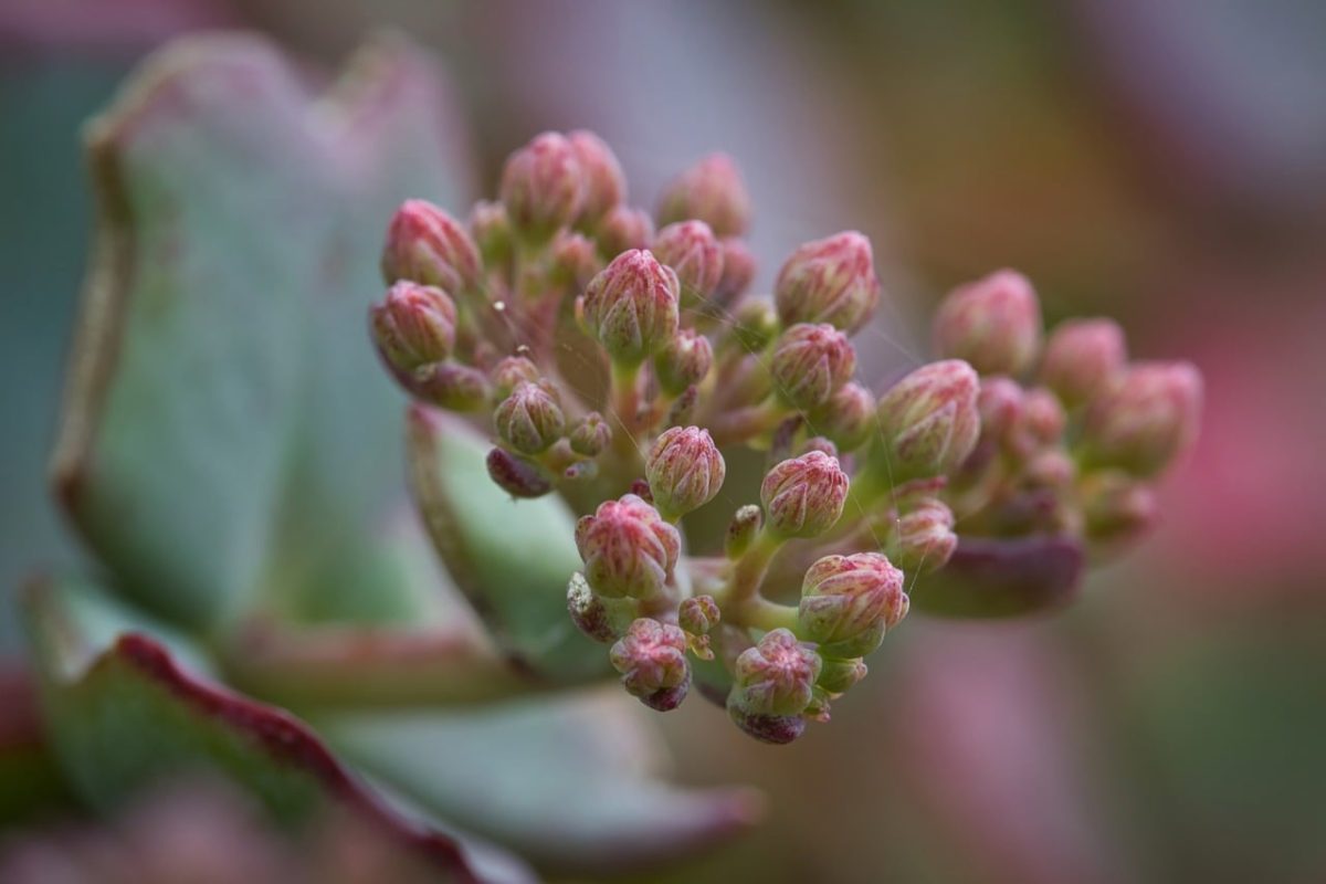 succulents, sedum, bloom, macro, flower shape, pastel colors, garden setting, pink, green, leaf, buds, nature, small, detail, spring, summer, botanical, natural world, fine details