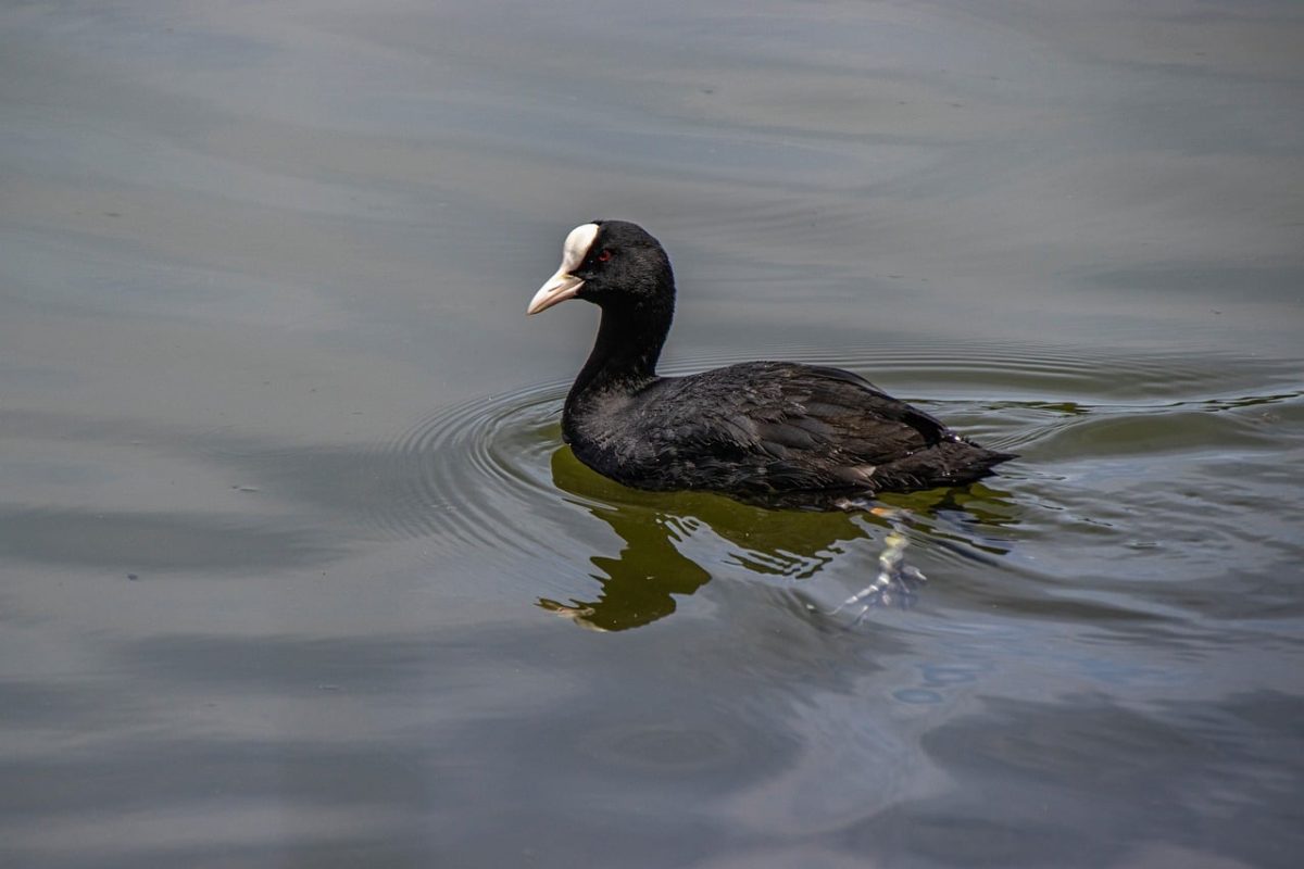 coot, wildlife, bird, waterfowl, feathers, beak, swimming, lake, body of water, reeds, nesting, wings, animal, black, nature, ornithology, smooth water, reflection, wild bird, waterways