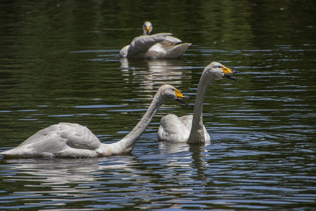 white swans, swans, waterbirds, birds, water surface, plumage, ornithology, juvenile, nature, reservoir, fauna, synchronization, natural habitat, aquatic, capture, movement, birdwatching, amplification, company