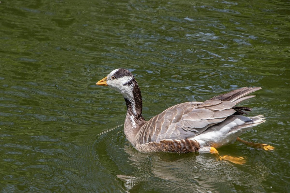 goose, bird, waterfowl, feathers, beak, swimming, nature, wildlife, ornithology, lake, water environment, wilderness, natural habitat, plumage, wild, head, natural, water, bar-headed goose
