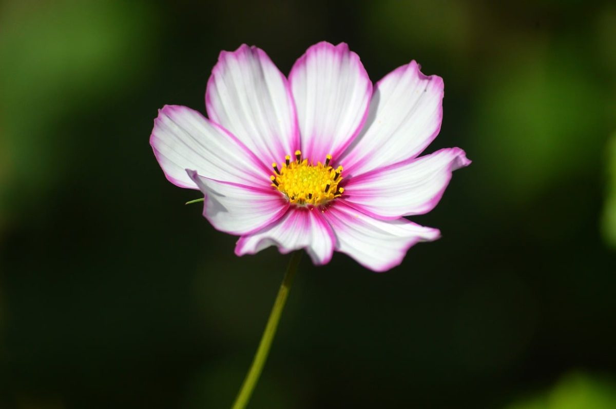 cosmos, hd wallpaper, pink, yellow center, detail, nature, flower, sharp, macro, background, botany, ornamental flower, summer flower, gift of nature, gardening, flower wallpaper, beautiful, decorative, pistil, outdoors