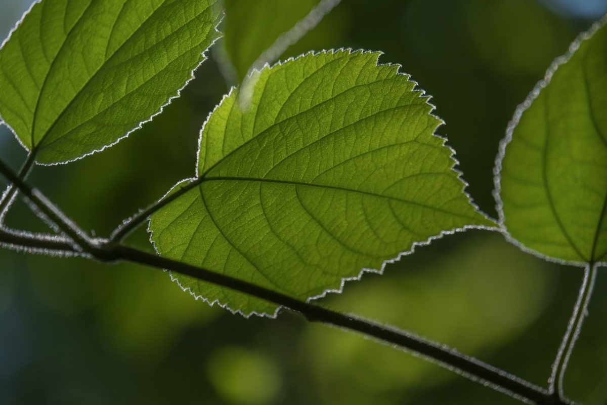 leaf, green, nature, macro, details, green color, lighting, branch, natural, background, foliage, beauty, fresh, ray of light, enlargement, simplicity, botany