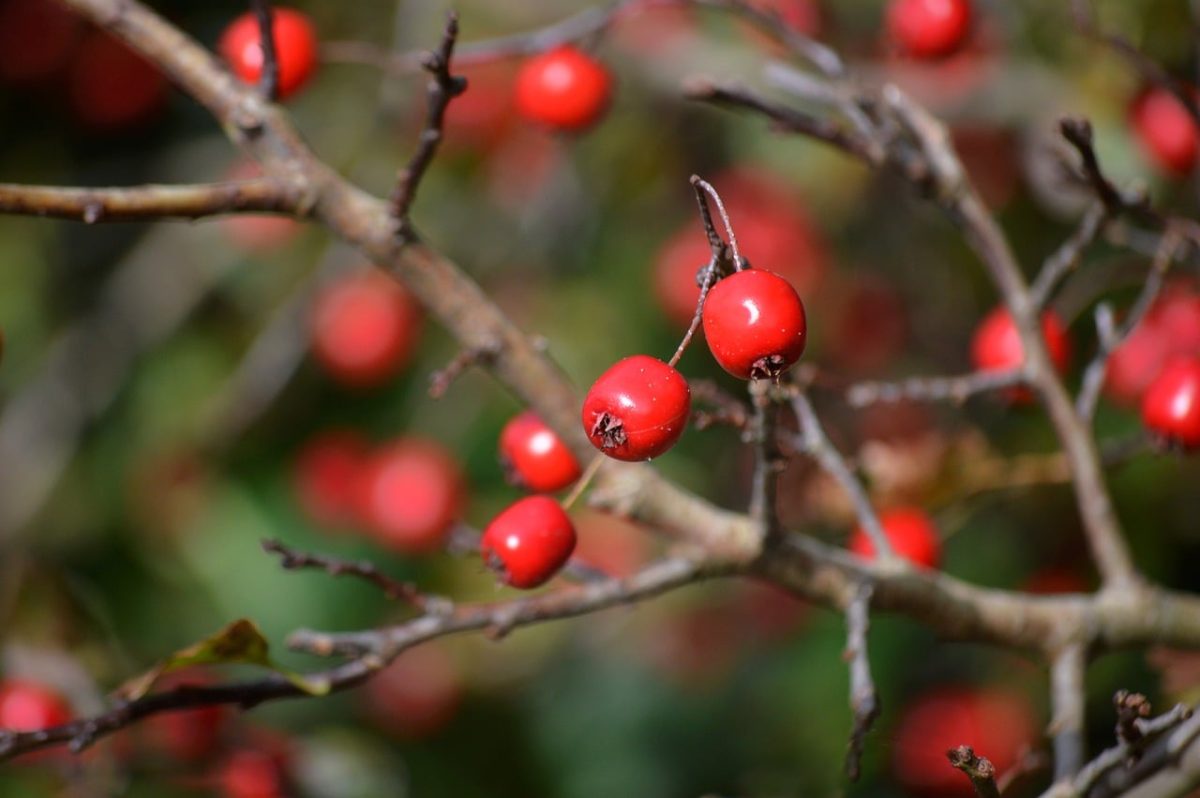 hawthorn, red fruit, autumn, shrub, nature, twigs, fruits, medicinal plant, healing fruits, beautiful landscape, colorful berries, close-up, blurred background, hawthorn twig, natural remedy, healing properties, countryside, thorny plant, ripeness, appearance