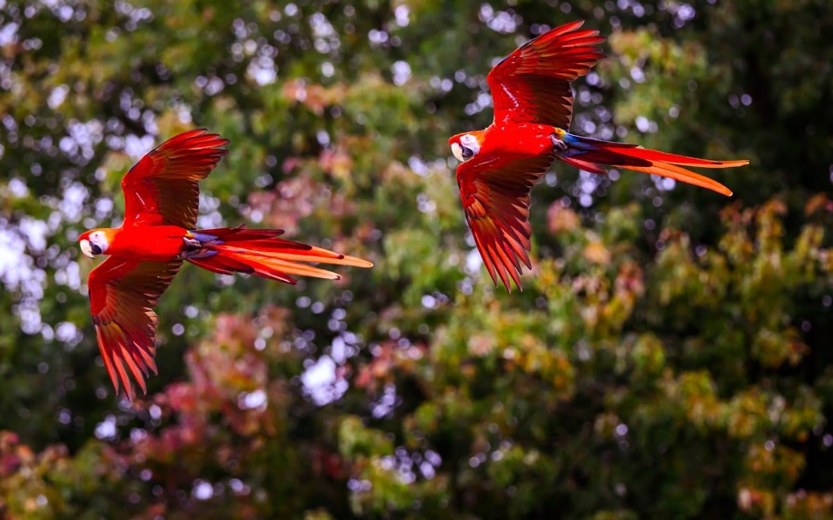 parrot, flying, red, exotic, nature, forest, bird, treetops, jungle, wild, green, wings, motion, shot, fauna, freedom, trees, colorful, flyby, active, pair