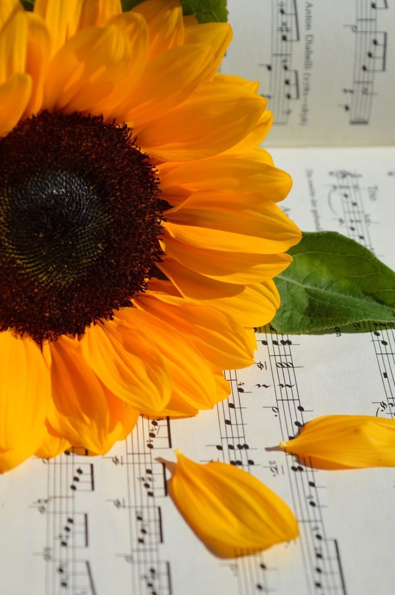 sunflower, sheet music, yellow, petal, green, autumn, music, composition, harmony, decoration, day, detail, aesthetics, artistic, light, layout, beauty, art, inspire, sincerity