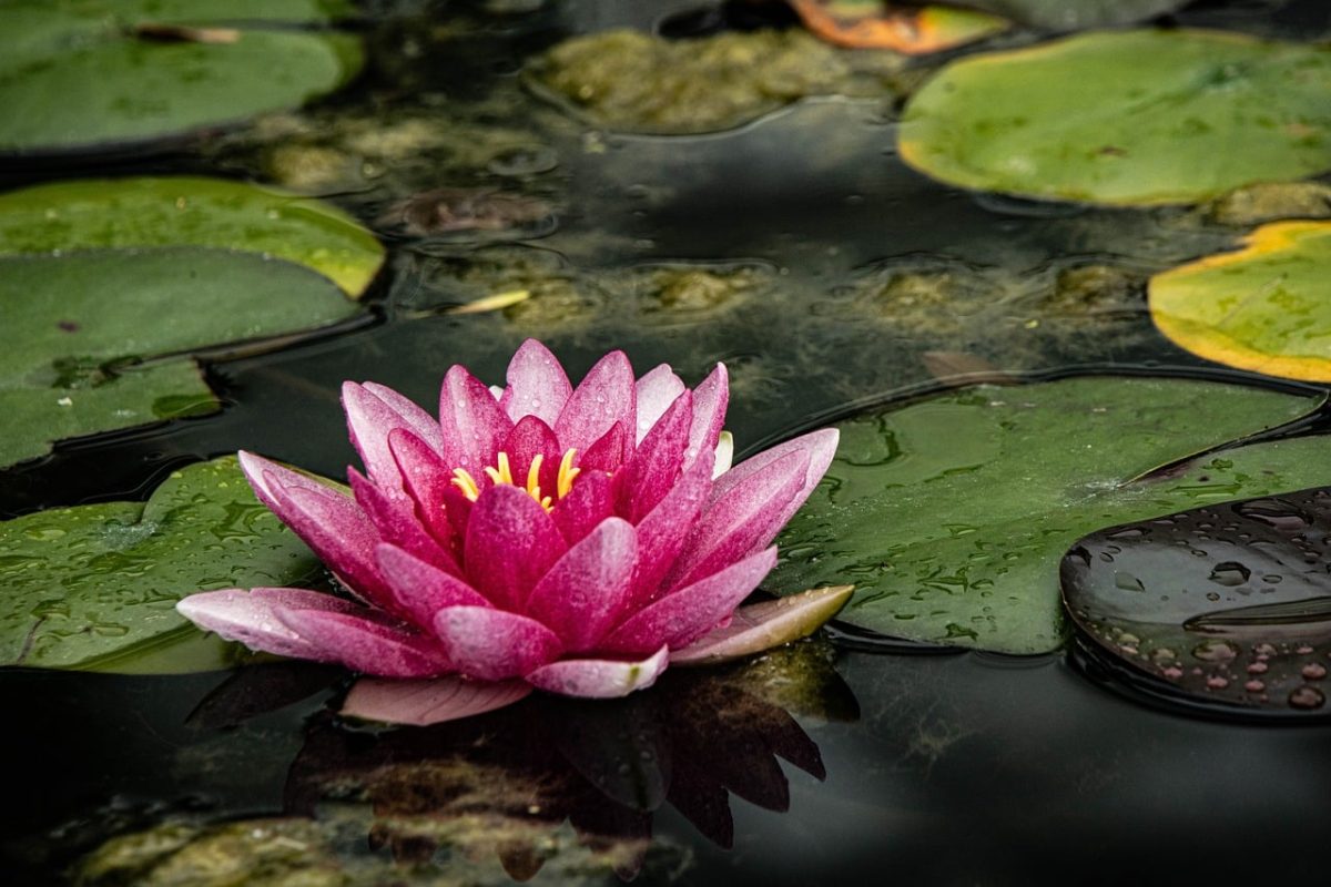 water lily, flower background, pink flower, pond, lily pads, water, natural, zen, beautiful flowers, calm, beauty, flower, garden, botany, peaceful, flower wallpaper, rainy, zen garden, nature, peaceful atmosphere, retreat, natural environment, relaxing, another world, blooming