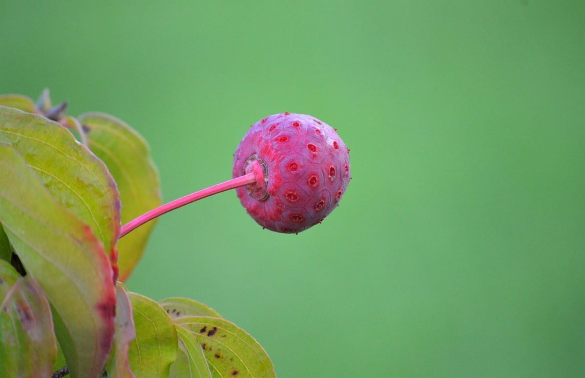 dogwood, fruit, nature, green background, kousa dogwood, red color, stem texture, summer, edible berry, garden, outdoors, sky, close-up, botanical photography, unique shape, plant, outdoor setting, green plant, macro shot