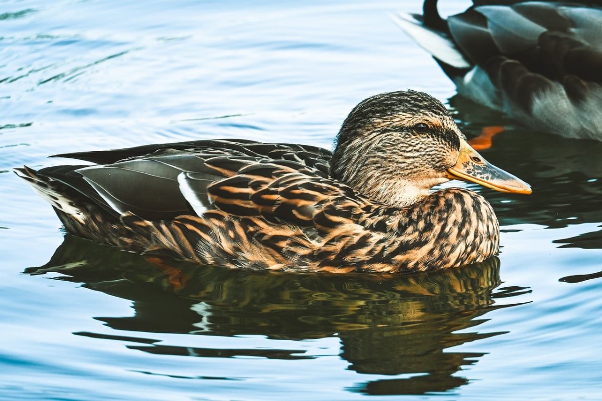 duck, waterfowl, nature, wildlife, lake, water, feathers, swimming, animal, duck swimming, water reflection, willow stream, duck detail, water birds, horizon, calm waters, light feathers, zoology, winter morning, mundane life
