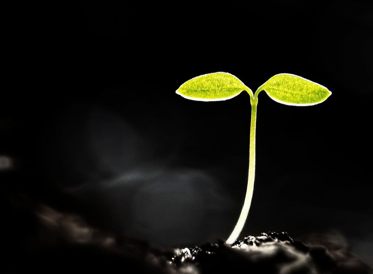 seedling, sprout, soil, macro, nature, green, renewal, growth, hope, life, ecology, beginning, black, dark, natural, second, background, lighting, minimalism