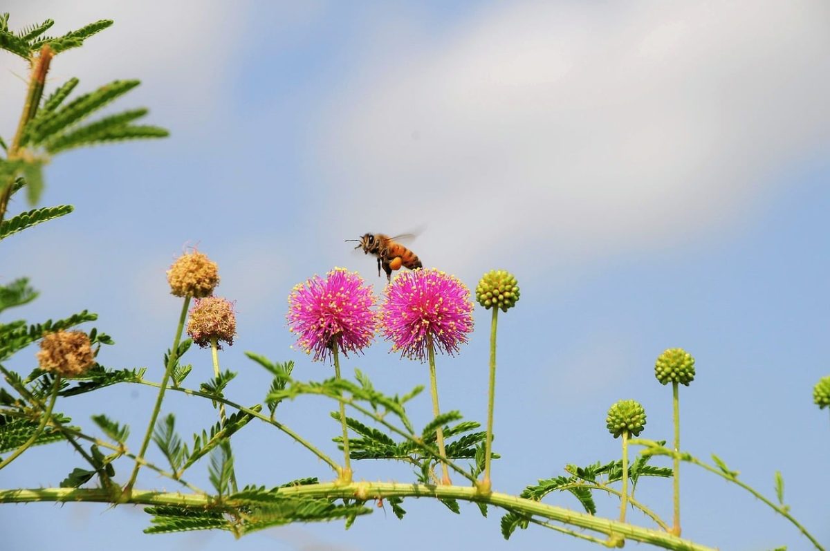 bee, nature, flower, pollination, wings, blue sky, macro, flight, blooming season, warm weather, natural, garden, green, insect on flower, nature beauty, outdoor, environment, colorful flowers, wildlife, flying insect