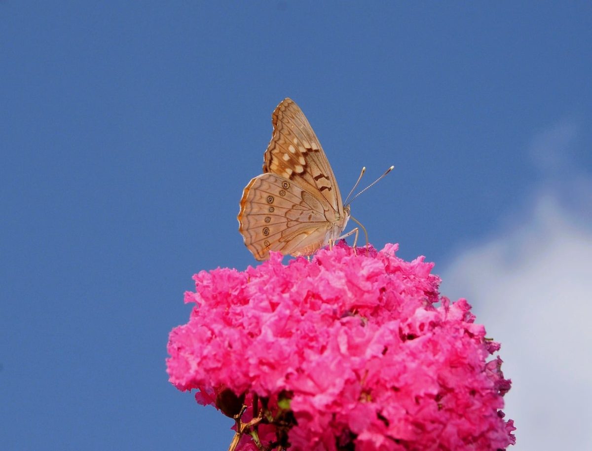 butterfly, nature, pollination, flower, wings, sky, pink, detail, summer, clear, macro photography, vibrant, beauty, color, savanna, delicate, spa, energy, contrast, clean
