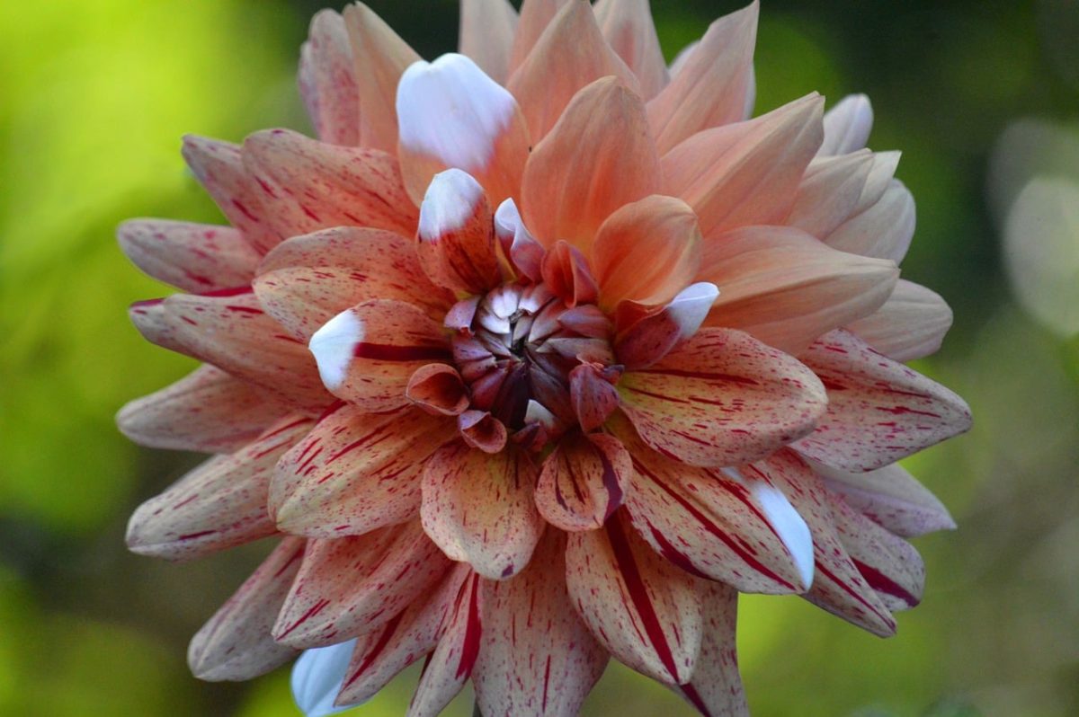 dahlia, bloom, pink, cactus dahlia, garden, nature, summer, flora, closeup, ornamental plant, petal, light pink, stamen, natural beauty, flower background, delicate, cultivation, ornamental flower, red spots, garden decoration