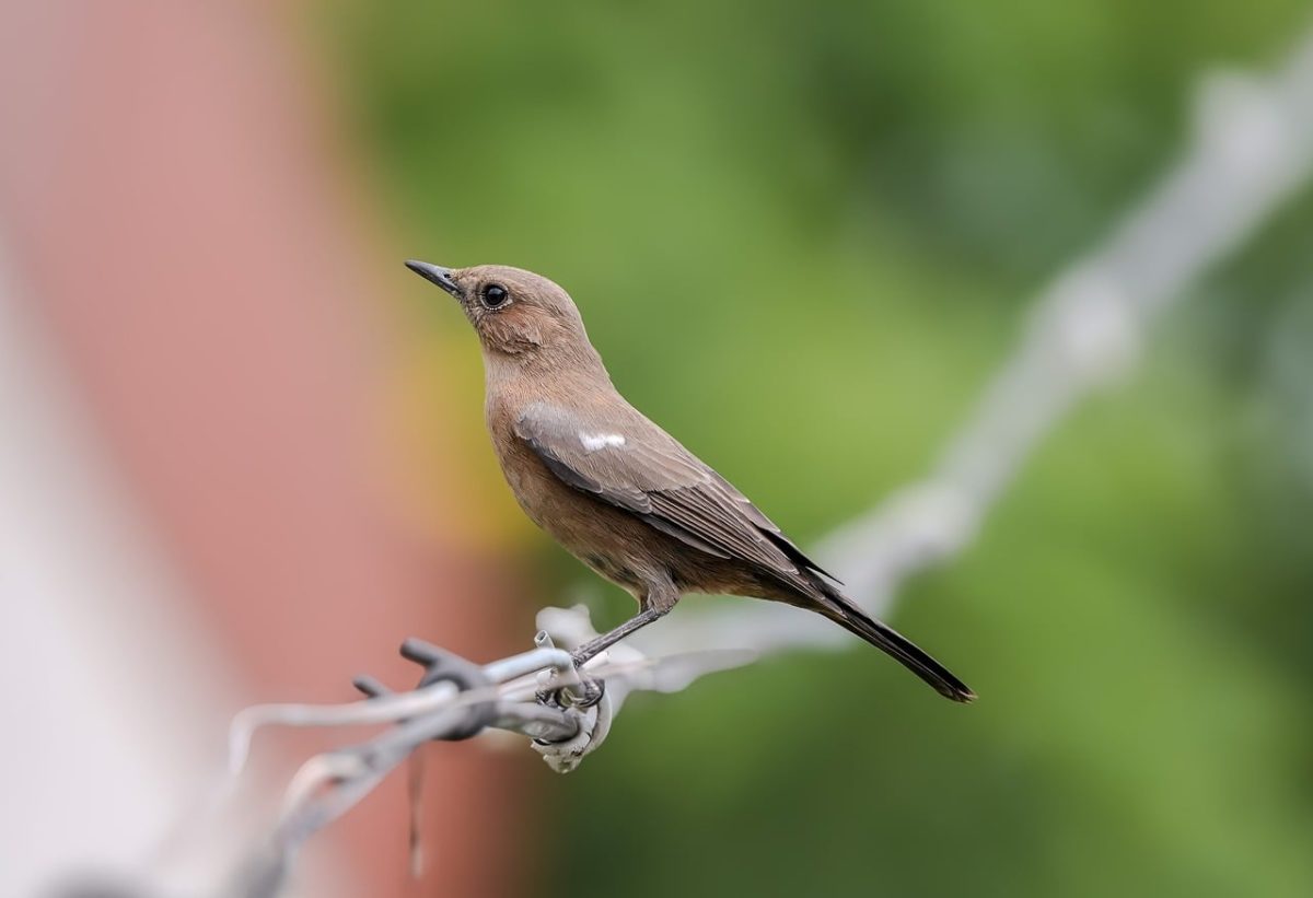 bird, nature, wildlife, birdwatching, thrush, branch, birdsong, summer, wire fence, green background, macro photography, natural environment, garden bird, beak, nesting, ecosystem, bird feather, conductor