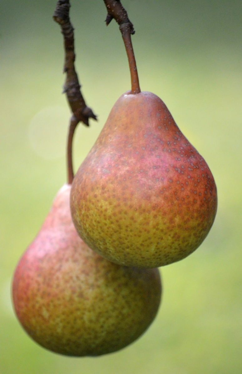 pear, fruit, fresh, healthy, natural, belgian variety, juicy, vitamins, nature, food, nutritious, dish, organic, photography, fruit tree, twig, summer, juiciness