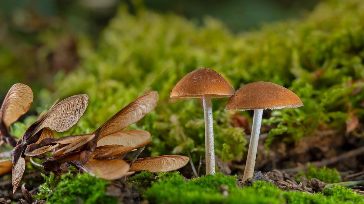 mushrooms, moss, forest, nature, foraging, mycology, autumn, forest floor, details, autumn scene, ecosystem, biology, autumn colors, calm, silence, small mushrooms, botany, ground cover, macro photography, wild plants, botanical background