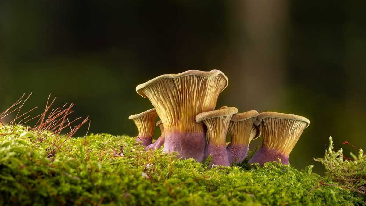 mushrooms, forest, nature, moss, mycology, forest floor, autumn, macro, green, details, mushroom cluster, natural beauty, eco, agriculture, forest ecosystem, small organisms, forest flora, ecological awareness, growth, ecological habitat