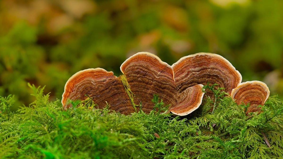 mushroom, forest, moss, autumn, nature, biology, mycology, ecosystem, forest floor, damp, survival, microorganisms, soil, circular, texture, green, flora, bloom