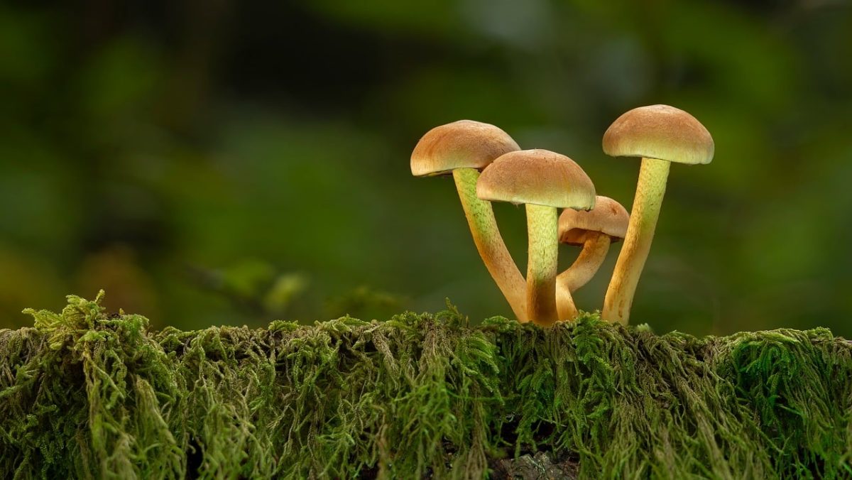 mushroom, forest, moss, nature, autumn, mycology, habitat, wood, moisture, ecosystem, microorganism, environment, wilderness, stem, small, detritus, cycle, botany, biology, ecological, community