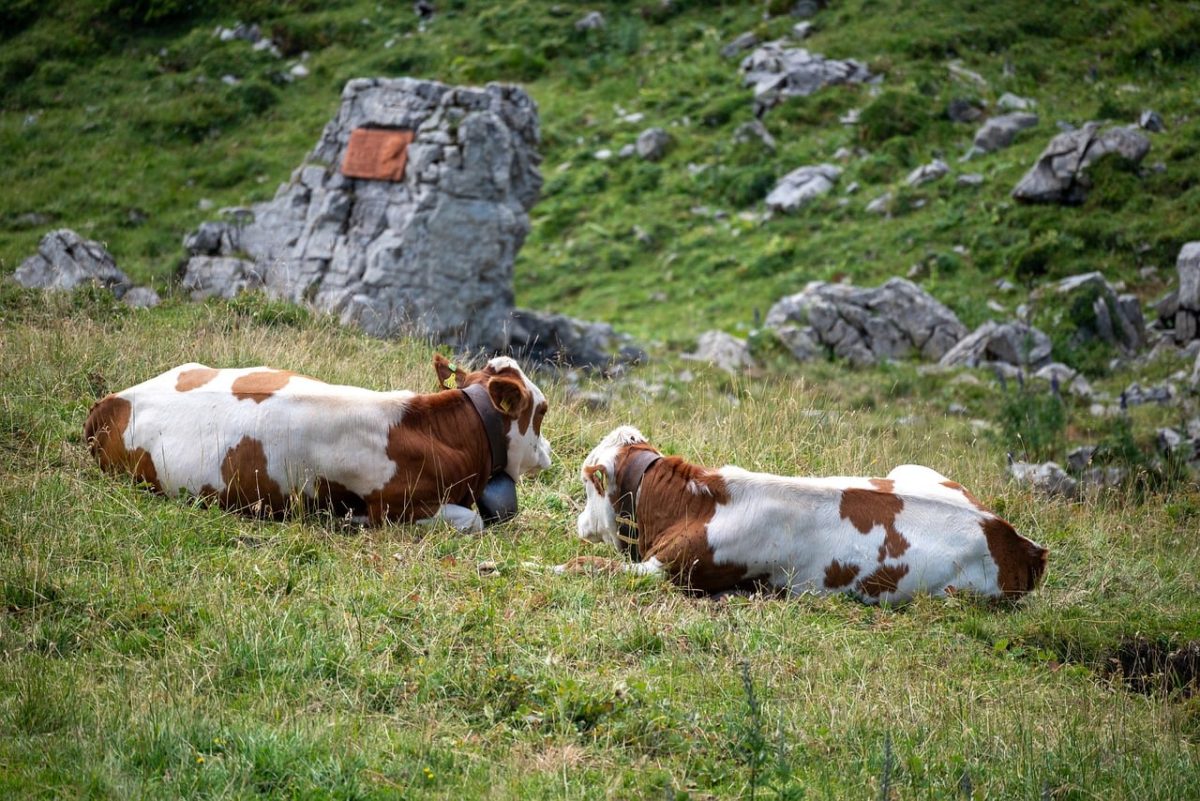 cows, pasture, mountains, nature, rocks, summer, alpine pasture, agriculture, hiking, livestock, landscape, dairy cattle, cattle, mountain holiday, alps, alpine landscape, green meadows, rock formation, multiple landscapes, sky