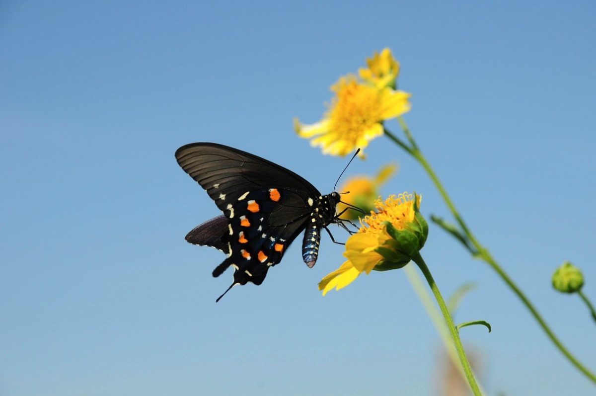 butterfly, summer, nature, flower, pollinator, insect, blue sky, wings, pollination, yellow color, macro photography, insect wings, natural environment, yellow flower, daylight, garden, natural beauty, wild nature, insect beauty, reconnection with nature