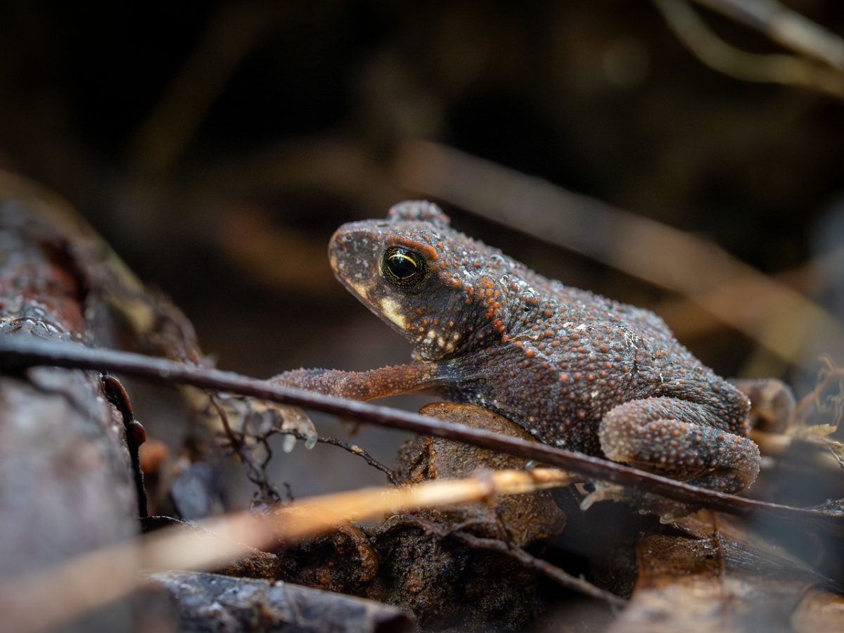 frog, nature, animal, wildlife, amphibian, toad, macro photography, natural habitat, close-up, camouflage, green, terrain, eyes, patterns, terrestrial, autumn, soil, details, primitive, rocky