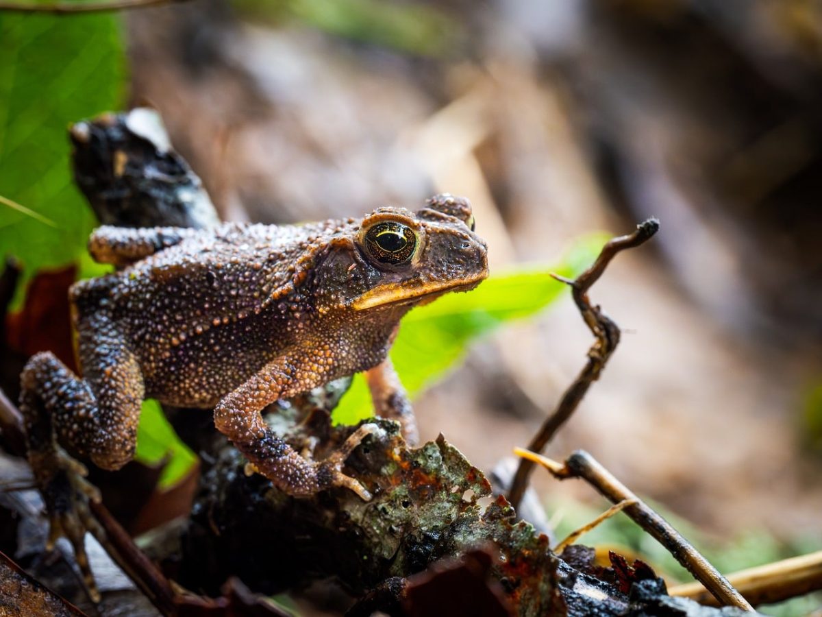 frog, nature, cool backgrounds, animal, full hd wallpaper, windows wallpaper, 4k wallpaper 1920x1080, desktop backgrounds, wildlife, free wallpaper, amphibian, toad, green, outdoor, leaves, insects, free background, close-up, laptop wallpaper, 4k wallpaper, macro, detail, beautiful, beautiful wallpaper, leathery, wallpaper 4k, background, brown, hd wallpaper, moisture, mac wallpaper, forest, wallpaper hd, eco