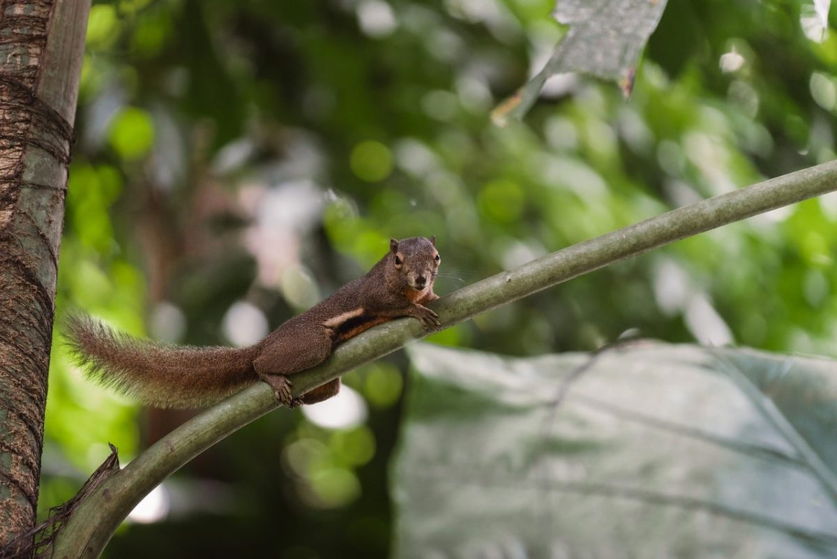 squirrel, palm branch, green bokeh, wild animal, nature portrait, shallow depth, thailand, high resolution, telephoto lens, natural background, biodiversity, wildlife, mobile wallpaper, snout, asian squirrels, ecosystem, green leaf, nature, wallpaper background, wild life