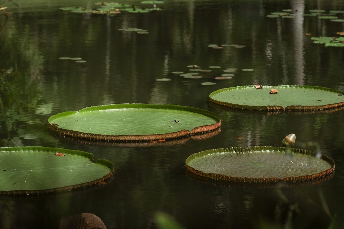 water lilies, calm pond, lotus leaves, water reflection, tropical wetland, natural arrangement, serenity, landscape, evening light, wide composition, aquatic garden, tranquil mood, green leaves, natural reflection, water surface, circular leaves, peace and quiet, lotus flowers, water plant