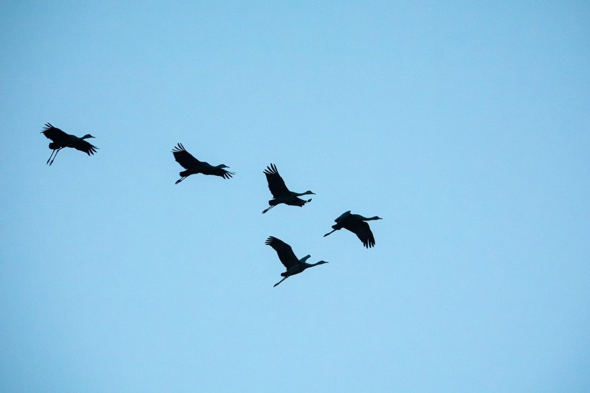 birds, cranes, nature reserve, clear sky, nature, bosque del apache, new mexico, wildlife, aerial view, flying birds, migratory birds, landscape, sunset, bird shadow, sky, open space, tranquility, peaceful sky