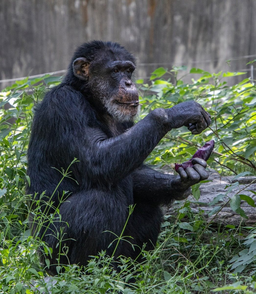 chimpanzee, animal, primate, zoo, mammal, fauna, foliage, grass, fruit, sitting, food, shot, nature, wild, natural, entertainment, wildlife, browsing, natural habitat, drawing