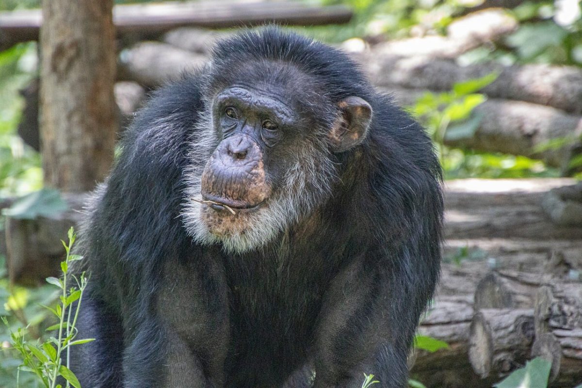chimpanzee, animal, primate, portrait, wild, mammal, flora, nature, fauna, zoo, natural habitat, fur, emotions, expression, diversity, face, cute, serious, curious, prominent