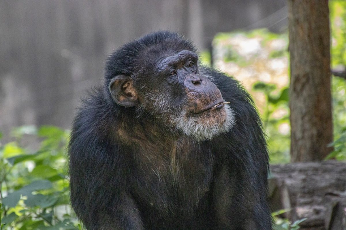 ape, animal, chimpanzee, mammal, primate, portrait, fauna, looking, zoo, nature, hairy, wildness, conservation, forest, tree, face, cute, wild, jungle, natural, living