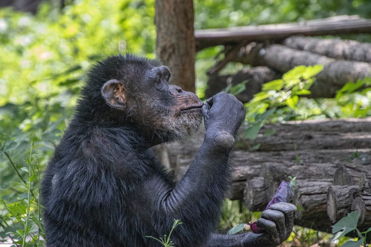 chimpanzee, animal, nature, primate, jungle, zoo, wildlife, environment, mammal, bark, ground, eating, trees, wood, structure, natural, forest, culture, depicted, leaves