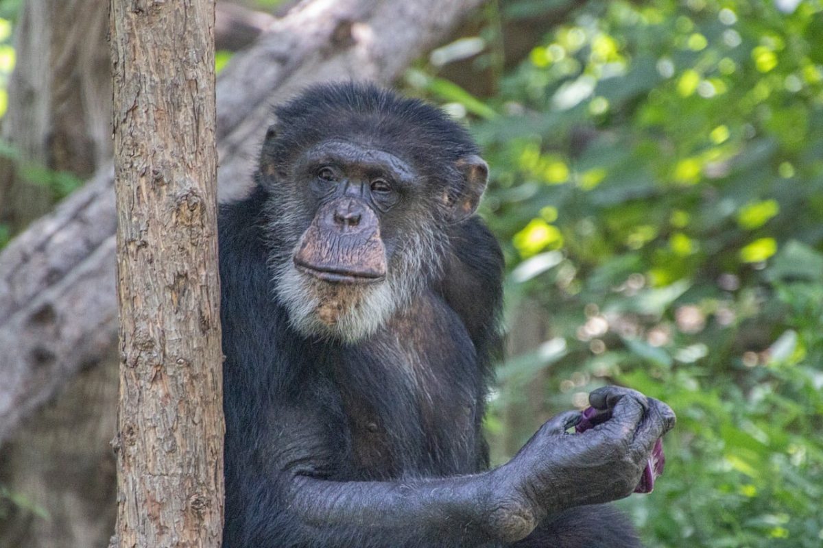 chimpanzee, animal, rainforest, primate, zoo, mammal, portrait, wildlife, behavior, natural habitat, wood, nature, biology, natural world, diversity, conservation, fur, ecosystem, endangered