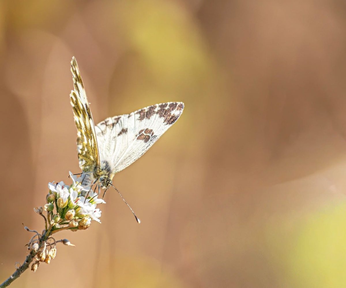 butterfly, euchloe, pieridae, wings, wildflower, blossom, nectar, feeding, macro, close up, spring, bokeh, macrophotography, springtime, nature, wildlife, insect, background, springlike, fauna