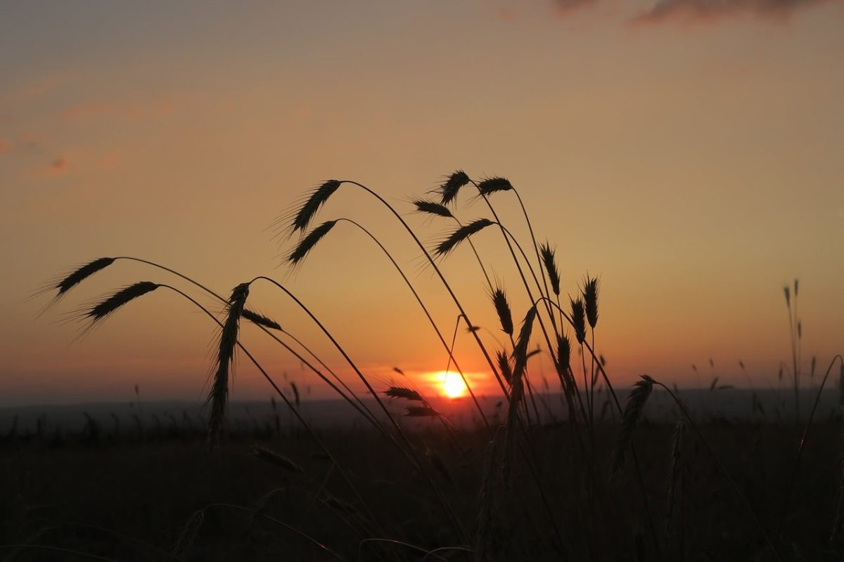 field, sunset, wheat, nature, agriculture, sky, silhouette, evening, rural, summery, turkey, horizon, dusk, landscape, peaceful, dawn, farming, solitary, charming, calm