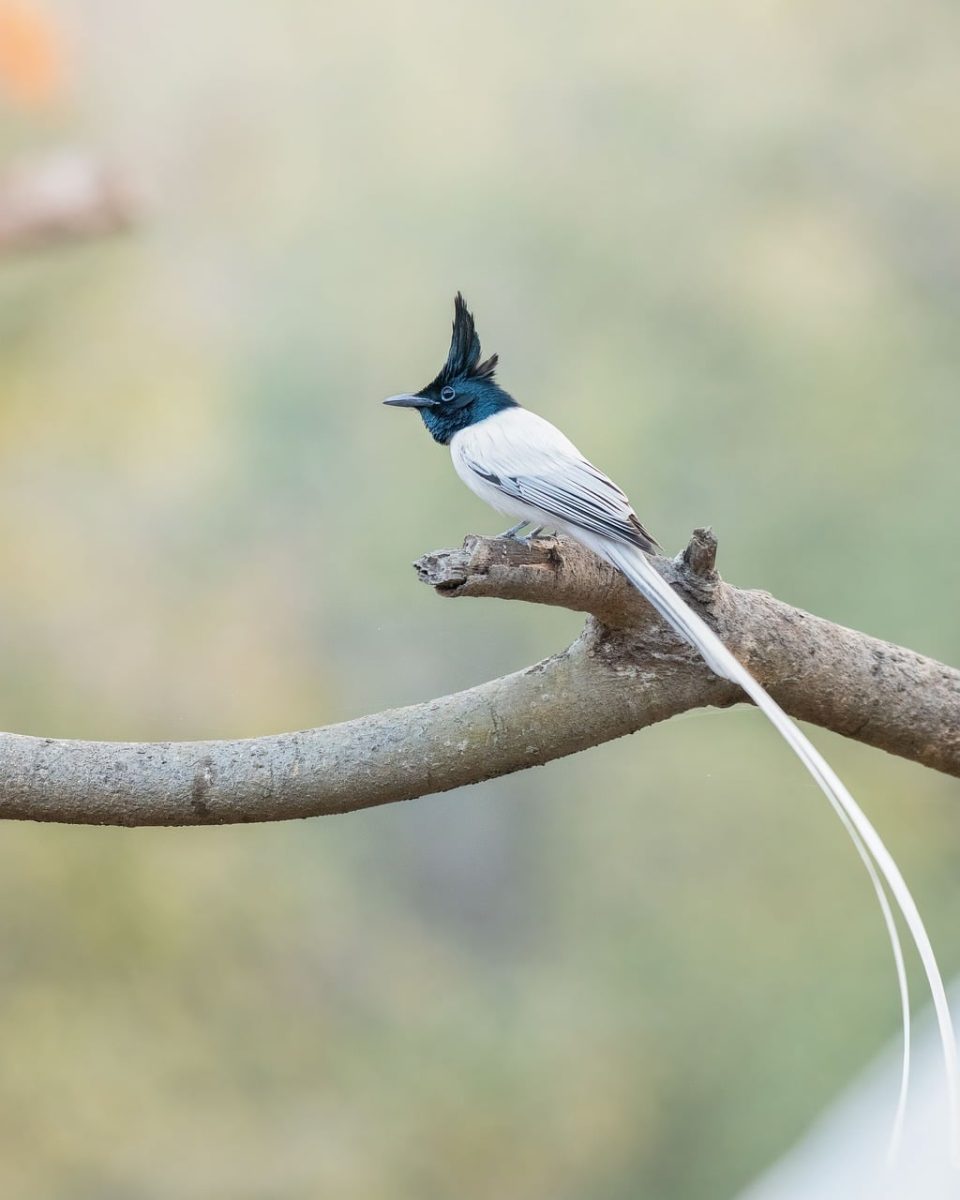 nature, plumage, wildlife, animal, bird, beak, avian, long tail, songbird, branches, wood, landmarks, wild, beautiful, nature photography, wings, unique, view, display, natural habitat
