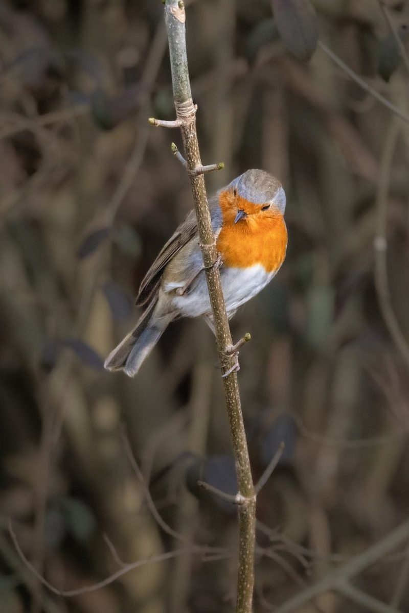 bird, robin, songbird, natural habitat, feathers, trees, beak, forest, branches, nature, bird watching, ornithology, natural environment, wildlife, small bird, detailed photo, wilderness, animal, earth