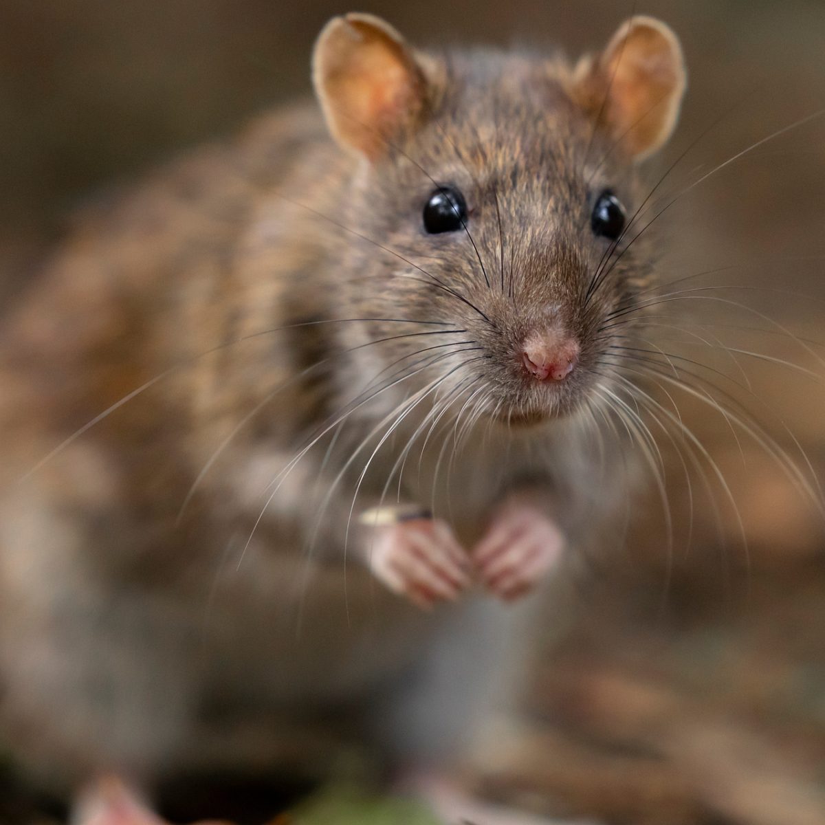 rat, rodent, animal, natural, fur, whiskers, curiosity, natural background, detail, natural world, mammal, nature, mammalian, wild, head, pet, wildlife, front view, closeup, eyes, cute
