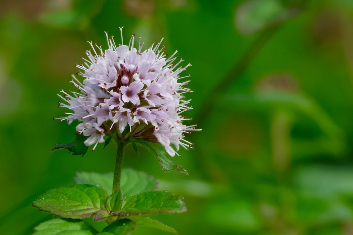 water mint, mentha aquatica, flower, green, outdoor, nature, herb, purple, leaf, macro, ecosystem, summer, blooming, botany, natural environment, savory greens, flower season, graceful