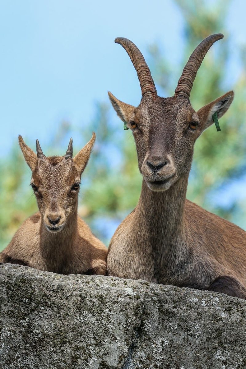 goat, kid, nature, animal, rock, boulder, wildlife, natural habitat, mammal, horn, creatures, foreground, reserve, forest, foliage, weather, relaxation, calm, comfort, circle