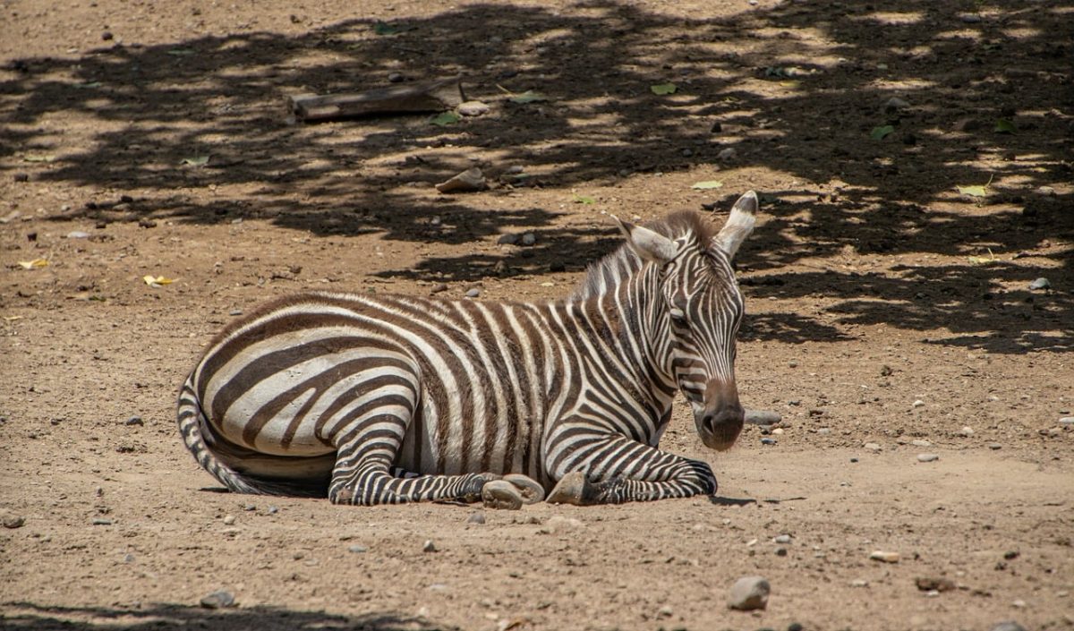 zebra, stripes, animal, mammal, zoo, fauna, lying down, natural, daytime, shade, savanna, reserve, black and white, wild, ecology, conservation, natural habitat, rest, africa, light brown ground