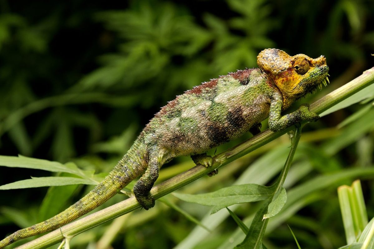 chameleon, reptile, nature, camouflage, animal, mac wallpaper, wild, laptop wallpaper, branch, natural, free background, habitat, green, windows wallpaper, background, full hd wallpaper, foliage, 4k wallpaper 1920x1080, colorful, wallpaper 4k, african, cool backgrounds, hd wallpaper, unique, ecosystem, solitary, free wallpaper, 4k wallpaper, beautiful wallpaper, wallpaper hd, spring, mimicry, desktop backgrounds, natural environment, animal kingdom
